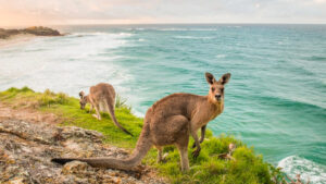Kangaroo