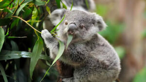 koala