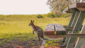 kangaroo