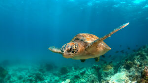Green Sea Turtle