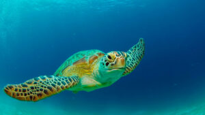 moreton bay