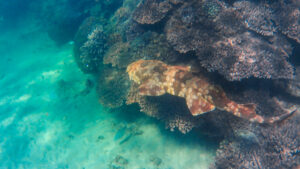 moreton island