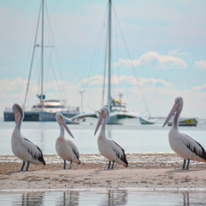Pelican