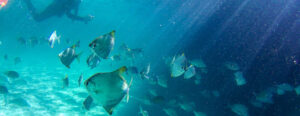 Moreton Bay Island Tour