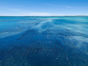 Brisbane Moreton Rock Oyster Farm