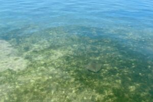 Moreton Island Sea Life