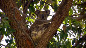 Koala - Stradbroke Island Day Trip