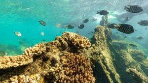 Tangalooma Wrecks Guided Snorkeling Marine Life